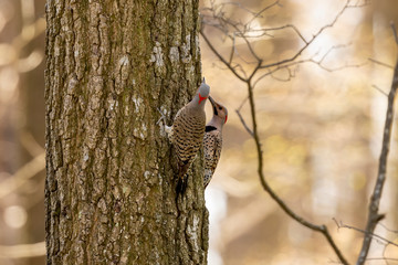 The northern flicker in the spring during breeding time