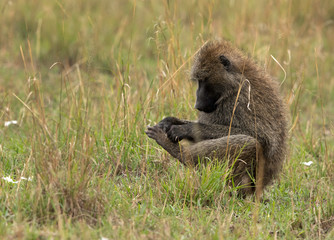 A Wild Baboon cleaning its leg at Masai Mara, kenya