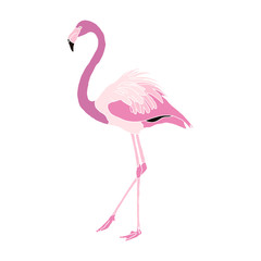 Isolated Flamingo Illustration
