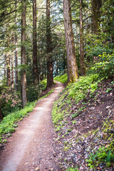Hiking trail through the forests of Sanborn County Park, San Francisco bay area, California