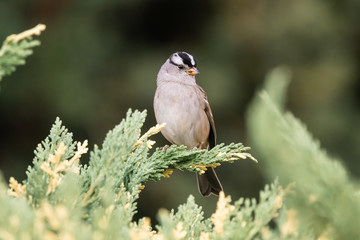 White Crowned Sparrow