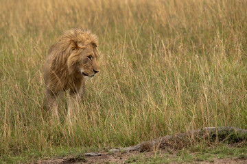 A subadult Lion  in Savannah grassland at Masai Mara, Kenya