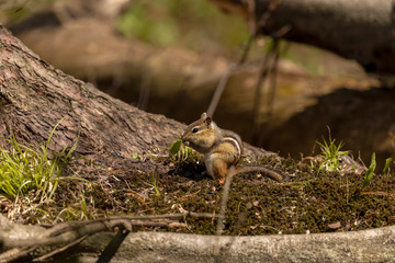 The eastern chipmunk is rodent  species living in eastern North America