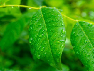 green leaves after the rain in late spring
