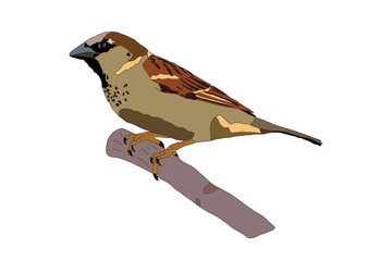 Sparrow on Branch Isolated Illustration