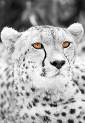 Closeup of Cheetah, Masai Mara, high key image and selected black and white conversion