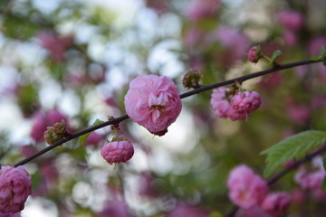 Kwitnący migdałowiec  trójklapowy