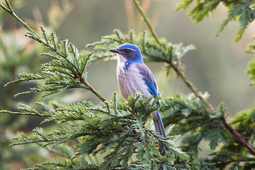 Western Scrub Jay