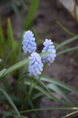 Bladoniebieski szafirek odmiana Baby's Breath
