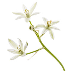 Fototapeta na wymiar White flower of ornithogalum, isolated on white background