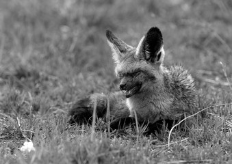 Bat-eared fox with damaged eyes, Masai Mara , Kenya