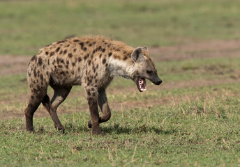 Hyena walking in the Svannah of Masai Mara, Kenya