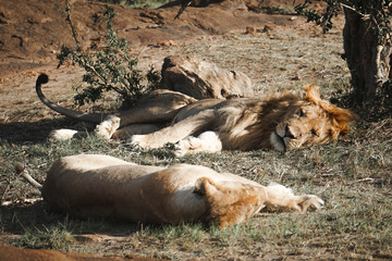 A pair of African lions playing together in the African savannah, Masai Mara