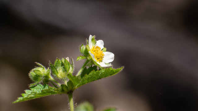 Sticky cinquefoil (Drymocallis glandulosa) wildlfower blooming in the forests of Santa Cruz Mountains, California