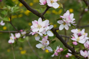 Kwiaty jabłoni Apple flowers spring - obrazy, fototapety, plakaty
