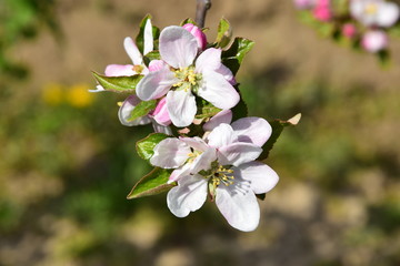 Fototapeta na wymiar Kwiaty jabłoni