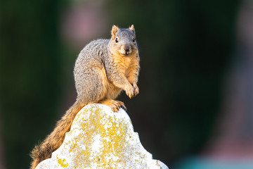 Squirrel on a Gravestone