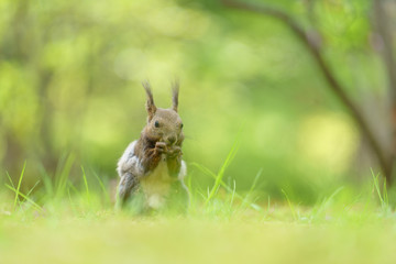 Obraz premium エゾリス