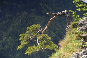 Sokolica, sosna reliktowa, Pieninski Park Narodowy