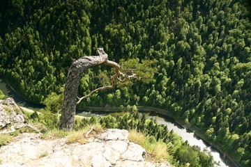 Sokolica, sosna reliktowa, Pieninski Park Narodowy