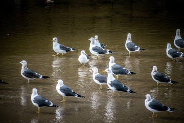 Parvada de Gaviotas sobre el Rio Manzanares mostrando uniformidad