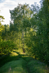 green forest in the morning