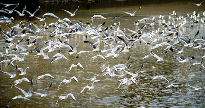 Parvada de Gaviotoas volando sobre el rio Manzanares