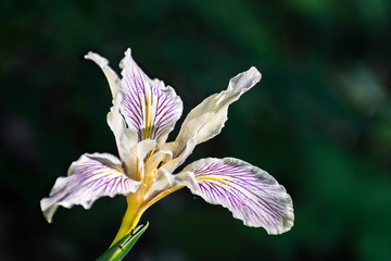 Fernald's Iris (Iris Fernaldii) in bloom, illuminated by sunlight, California; dark background