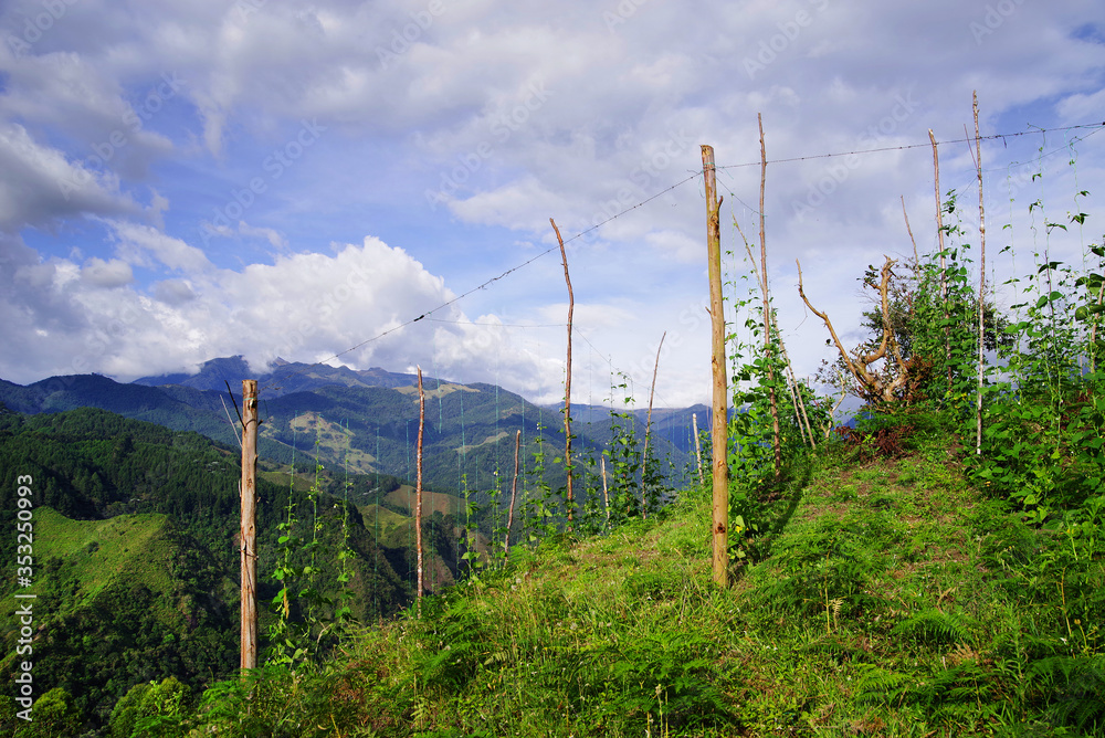 Wall mural alpine landscape in cordiliera central, salento, colombia, south america