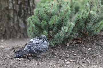 The pigeon stands near the dwarf pine