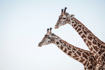 Obraz premium Two loving giraffes in Masai Mara Kenya, Africa