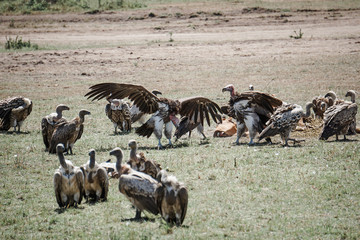 Group of vultures fight for their prey in Masai Mara, Africa