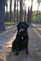 black labrador retriever in the woods
