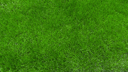 Fototapeta premium New saturated green grass in the park. Background
