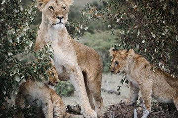 
Lions family made up of their mother and children in Masai Mara, Africa 