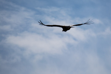 gran ave volando con sus alas extendidas, Vultur gryphus cóndor