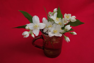 Beautiful and fresh jasmine cut white flowers  bouquet in glass vase on crimson background