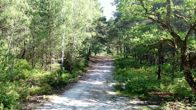 survol de la for&ecirc;t de Rambouillet dans les Yvelines (France)