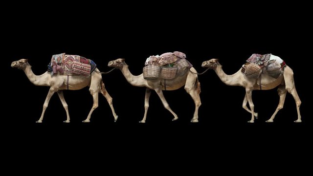 Camel train caravan walking realistic animation. Isolated animation video including alpha channel allows to add background in post-production. Element for visual effects.