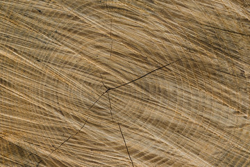 Log rings, the end of a tree with rings, abstract background