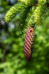 Fresh new pinecone, lit by the sun, against a green background
