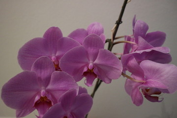 orchidea in casa © Andrea