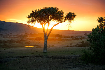 Fototapeta na wymiar Beautiful sunset on a safari in Masai Mara, Africa 