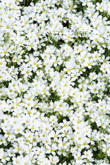 Small white flower groundcover, Snow-In-Summer, as a nature background
