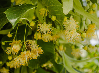 Linden flowers in the treetops 