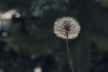 Obraz premium dandelion on a green background