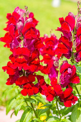 Red snapdragon flowers on a blurry background, close-up