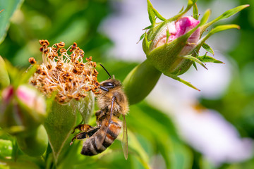 A Honeybee (Apis) collecting pollen from rose blossom.