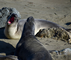 Fototapeta premium seals fighting c2020Rachelle