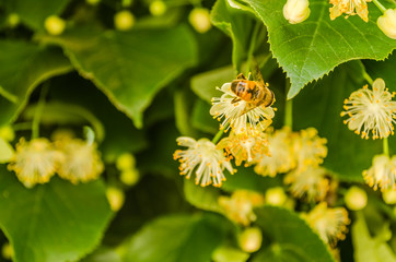 Linden flowers in the treetops 